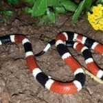 Wildlife Removal Company