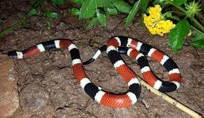 Wildlife Removal Company