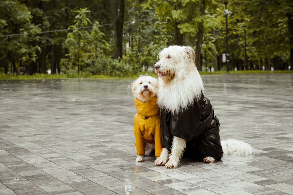 4 Tips for Keeping Your Pet’s Coat in Great Shape